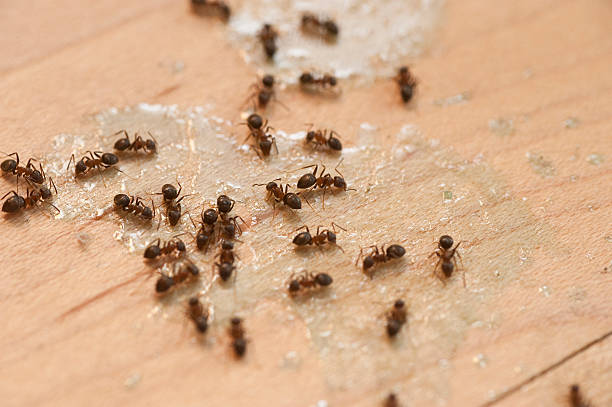 Best Ant Control Services  in Sylvania, OH